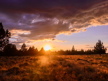 A stunning sunset unfolds over a quiet landscape, casting warm golden light across the meadow. Silhouettes of trees frame the horizon, creating a tranquil atmosphere as day turns to night.の写真素材