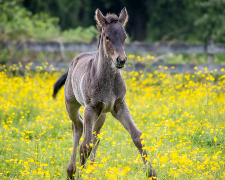 A young foal frolics through a vibrant meadow filled with blooming yellow flowers. The setting captures a peaceful rural environment on a sunny day, showcasing nature's beauty.の写真素材