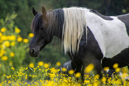 A black and white horse grazes peacefully in a meadow filled with bright yellow wildflowers. The setting is tranquil, showcasing the beauty of nature in summer.の写真素材