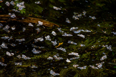 A multitude of delicate butterflies on the surface of a tranquil pond, surrounded by lush greenery and the soft glow of the setting sun.の写真素材