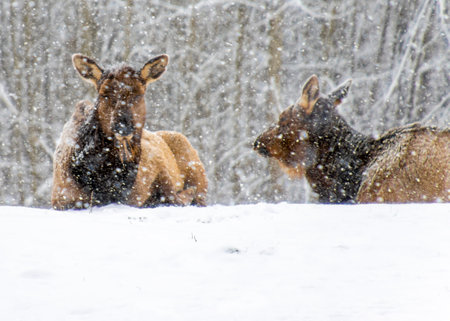 Two elk are seen resting in a snowy landscape, surrounded by trees. One elk appears alert, gazing at the other, while snow gently falls creating a peaceful winter atmosphere.の写真素材