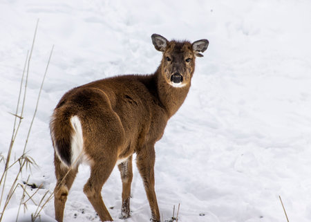 A young doe pauses in a snowy field, its fur contrasting with the white ground. The serene winter environment enhances the beauty of this graceful animal as it scans the surroundings.の写真素材