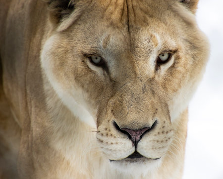 A lioness stands in a snowy environment, staring directly at the camera. Her powerful presence and detailed features capture the essence of this majestic animal.の写真素材