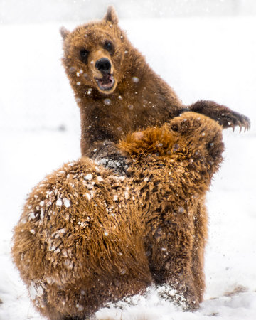 Two brown bears playfully wrestle in a snowy environment, showcasing their strength and agility against a backdrop of winter scenery. The playful interaction highlights their natural behavior.の写真素材