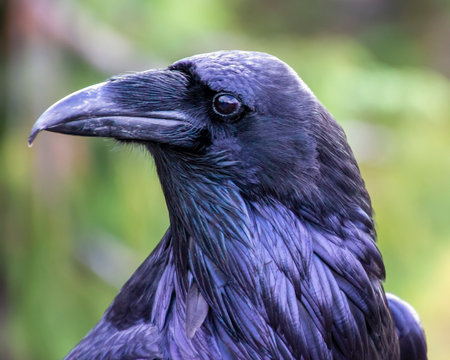 A striking raven stands close-up, its dark feathers reflecting shades of purple and blue. The bird observes its surroundings in a lush, green environment under bright sunlight.の写真素材