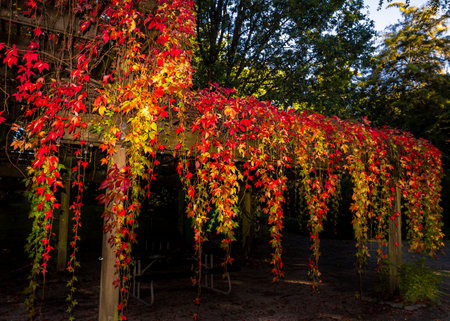 Colorful leaves in shades of red, orange, and yellow hang from a wooden pergola in a peaceful outdoor area. Soft sunlight enhances the beauty of the fall foliage.の写真素材