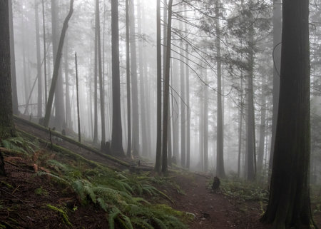 A tranquil forest path surrounded by tall trees shrouded in mist creates a serene atmosphere at dawn. The greenery adds to the enchanting vibe of the woodlands.の写真素材