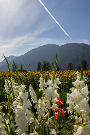 Colorful flowers fill the foreground, showcasing white and pink blooms. A field of sunflowers...