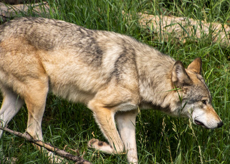 A wolf is seen walking quietly through lush green grass, showcasing its sleek fur and keen senses....