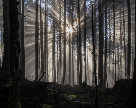Sunlight casts dramatic rays through a dense forest, illuminating the misty air. Tall trees create a peaceful atmosphere, inviting exploration and reflection.の写真素材