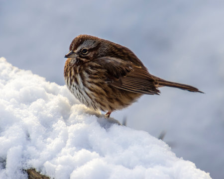 A brown sparrow stands on a patch of snow in a tranquil winter landscape. The surrounding environment is calm and quiet, showcasing the beauty of nature in cold weather.の写真素材