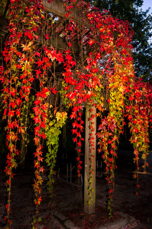 Vibrant ivy leaves in shades of red, yellow, and green hang from a wooden structure, creating a picturesque scene in a serene outdoor environment at dusk.の写真素材