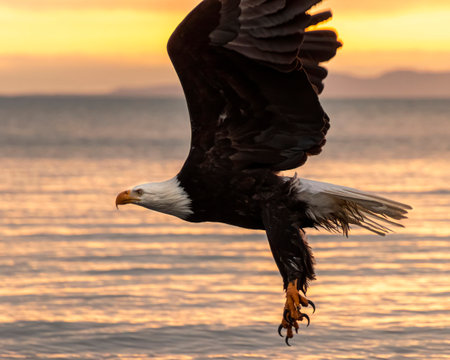 An eagle glides gracefully above the calm water during golden hour, its wings fully extended and claws ready for a potential catch as the sun sets.の写真素材
