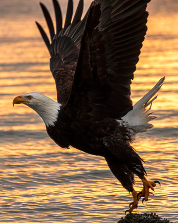 A bald eagle rises gracefully from a rocky perch, its massive wings fully extended as it ascends over a serene body of water during sunset. The sky displays a warm glow.の写真素材