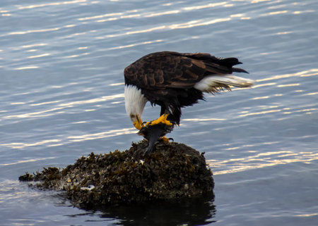 A bald eagle is perched on a rocky outcrop, focused on catching a fish in calm waters during the...