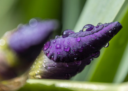 A vibrant purple flower bud is covered in delicate water droplets, showcasing nature's beauty. This close-up taken in the morning reveals rich colors and textures in a lush environment.の写真素材