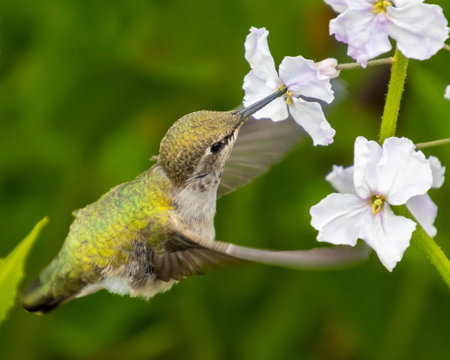 A hummingbird hovers gracefully near white blossoms, extending its long beak to sip nectar. The vibrant green background highlights the lively activity in the garden.の写真素材