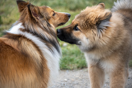 Two dogs engage in a friendly exchange, showcasing their curiosity and playful demeanor in a lush green park. The sun shines brightly, creating a lively atmosphere.の写真素材