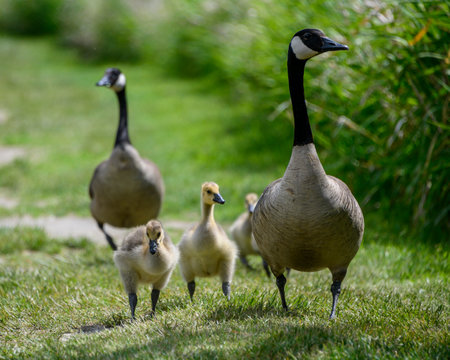 A mother goose leads her three fluffy goslings across the grass in a park, surrounded by vibrant greenery on a bright, sunny day.の写真素材