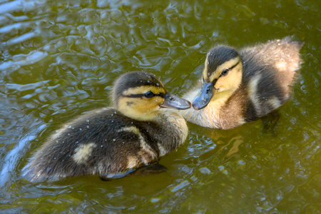 Two ducklings engage playfully in a calm pond, surrounded by rippling water and greenery. Their fluffy feathers and curious expressions add to the tranquil atmosphere.の写真素材