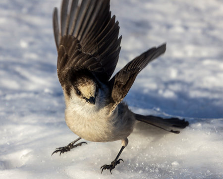 A small bird with distinct features is landing on a snow-covered surface. The surrounding atmosphere is cold and serene, typical of winter in a forest.の写真素材