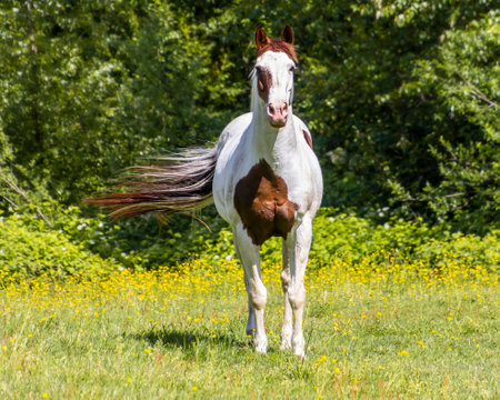 A striking horse with a distinctive coat runs energetically through a vibrant green meadow filled with blooming wildflowers under a clear blue sky.の写真素材