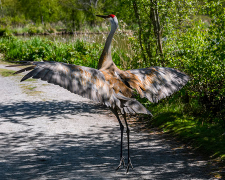 A majestic sandhill crane stands gracefully on a gravel path, showcasing its expansive wings. Lush greenery surrounds the scene, enhancing the tranquil atmosphere of spring in a natural setting.の写真素材