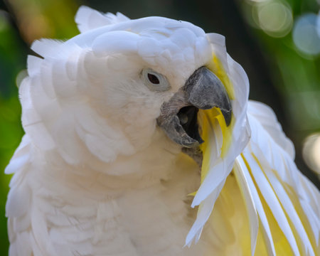 A white cockatoo is perched on a tree branch, showcasing its vibrant yellow crest while preening its...