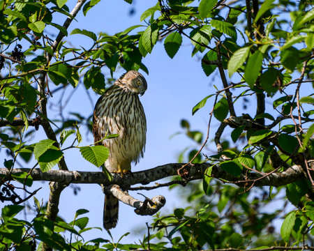 A hawk rests on a sturdy branch, gazing intently from its spot high in the tree. Lush green leaves frame the bird, highlighting its impressive feathers under bright sunlight.の写真素材