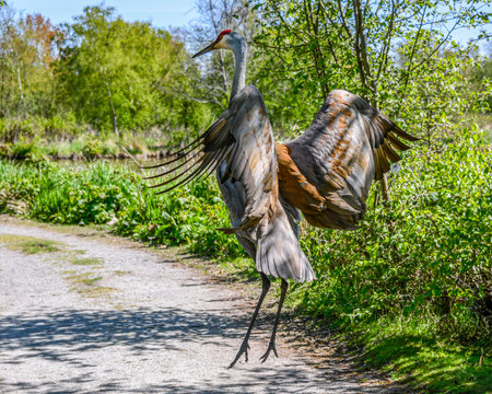 A sandhill crane leaps into the air along a scenic trail surrounded by vibrant greenery on a bright, sunny day. Its wings spread wide, showcasing intricate feather patterns.の写真素材