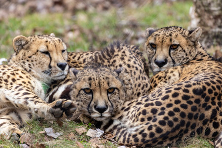 Three cheetahs are lounging close to each other on a grassy area, enjoying the tranquility of their natural habitat. Their unique spotted fur glistens in the soft afternoon light.の写真素材