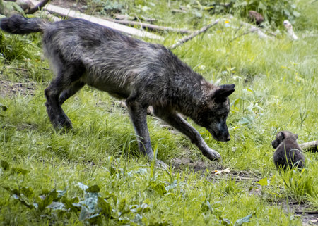 A gray wolf cautiously approaches a small pup in a vibrant green forest. The soft sunlight filters through the trees, creating a serene atmosphereの写真素材