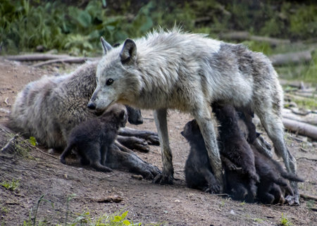 A pack of wolves rests in the forest, with one adult tending to four playful pups. Mom nursing the babies.の写真素材