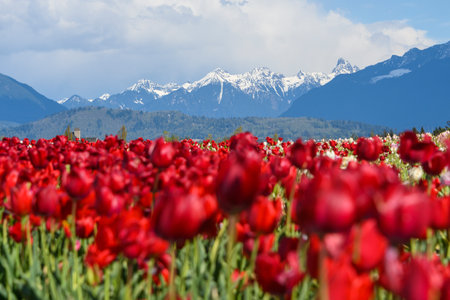 Rows of vibrant red tulips bloom in a vast field, contrasting beautifully with the distant...