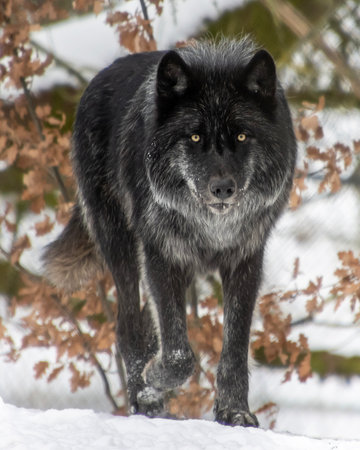 A black wolf moves quietly across a snowy terrain, its fur glistening in the winter light....