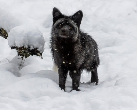 A black fox stands alert in a snowy environment, surrounded by soft white snowflakes. The fur glistens as it contrasts with the pristine winter landscape.の写真素材