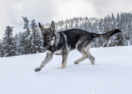 A playful dog runs through a blanket of fresh snow, enjoying the winter day. Surrounding evergreen trees and a cloudy sky create a beautiful backdrop for this serene moment.の写真素材