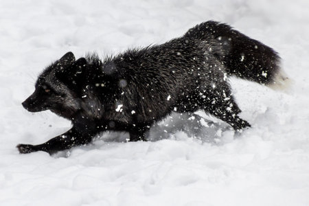 A black fox playfully darts through a snow-covered forest, leaving trails in the fresh snow. The...