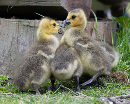 Three young goslings gather on the grass, engaging in playful behavior near a wooden structure. Their fluffy down and curious expressions reveal their youthful energy.の写真素材