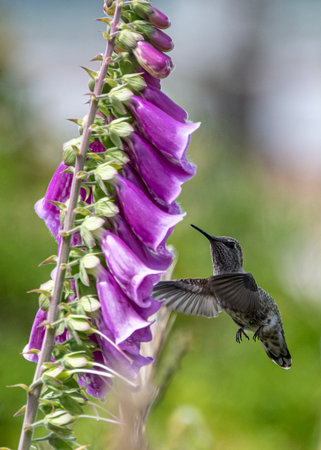 A small hummingbird hovers delicately in front of bright purple foxglove flowers, showcasing its iridescent feathers under the warm sunlight in a lush garden.の写真素材