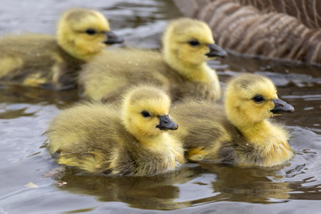 Four fluffy goslings swim playfully in a calm pond, surrounded by lush greenery, showcasing their vibrant yellow feathers in a perfect spring day.の写真素材