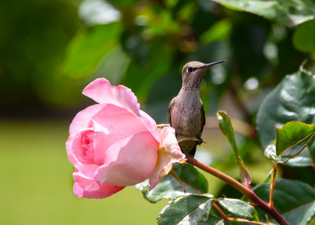 A small hummingbird rests on a vibrant pink rose, surrounded by lush green leaves. The warm sunlight highlights its feathers, creating a peaceful garden atmosphere.の写真素材