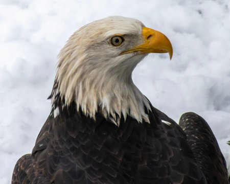 A bald eagle showcases its impressive features with a striking white head and yellow beak. The bird...