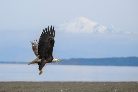 A powerful eagle hovers gracefully over a sandy beach, its wings outstretched. Snow-capped mountains...