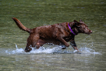 A chocolate Labrador retriever plays in the shallow water at a river, creating splashes while enjoying a sunny afternoon outdoors. The dog appears energetic and happy.の写真素材