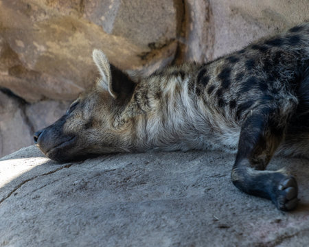 A spotted hyena lies peacefully on a large rock, soaking up the sun in its natural environment. The animal displays a relaxed posture, showcasing its distinctive fur patterns.の写真素材
