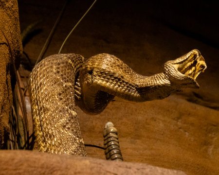 A striking venomous snake displays its impressive form as it prepares to strike. The setting...