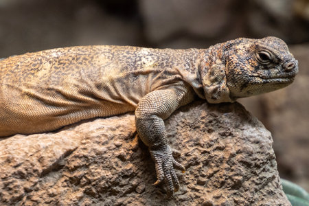 A lizard rests peacefully on a large rock, basking under midday sunlight. Its textured skin glistens while it surveys its surroundings, embodying the serenity of nature.の写真素材