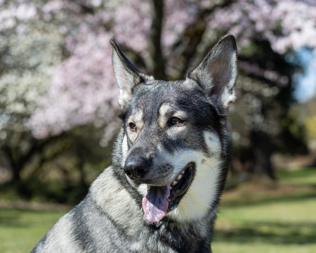 A wolf dog smiles with its tongue out while sitting in a lush park. Beautiful cherry blossoms bloom...