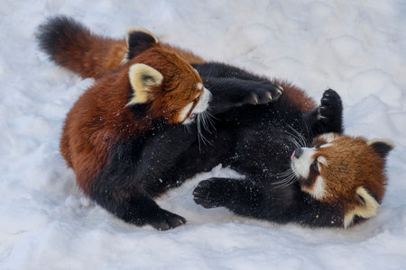 Two red pandas engage in playful sparring in a snowy area, showcasing their lively nature and...
